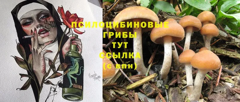 KRAKEN   Верещагино  Псилоцибиновые грибы Magic Shrooms 